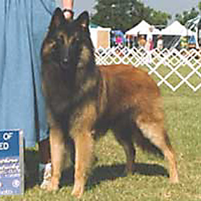 Lexington Kennel Club (August 1998).