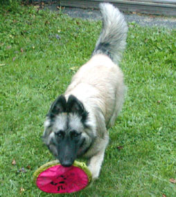 Kosh plays with his frisbee.