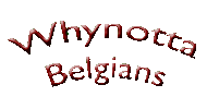 Whynotta Belgians Logo